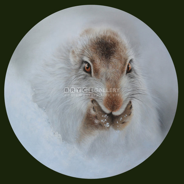 Winter Preening (Snowy Scottish Mountain Hare) Pastel